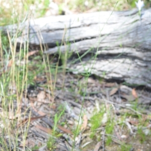 Wahlenbergia stricta subsp. stricta at Wamboin, NSW - 28 Nov 2020