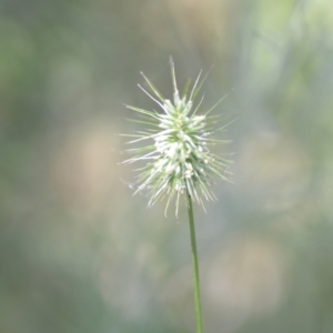 Echinopogon sp. at Wamboin, NSW - 28 Nov 2020