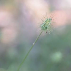 Echinopogon sp. at Wamboin, NSW - 28 Nov 2020