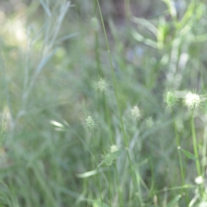 Echinopogon sp. at Wamboin, NSW - 28 Nov 2020