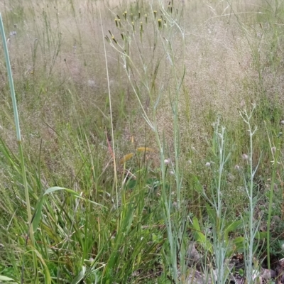 Senecio quadridentatus (Cotton Fireweed) at Kambah, ACT - 30 Oct 2021 by RosemaryRoth