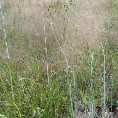 Senecio quadridentatus (Cotton Fireweed) at Kambah, ACT - 31 Oct 2021 by RosemaryRoth