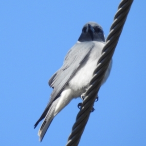 Artamus personatus at Stromlo, ACT - 31 Oct 2021