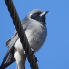 Artamus personatus at Stromlo, ACT - 31 Oct 2021