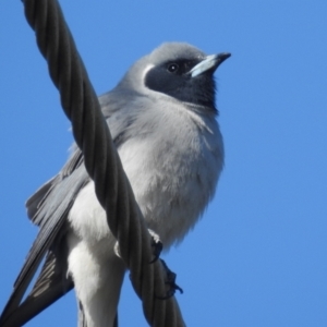 Artamus personatus at Stromlo, ACT - 31 Oct 2021