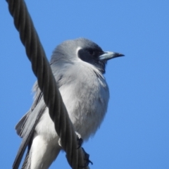 Artamus personatus at Stromlo, ACT - 31 Oct 2021 08:58 AM