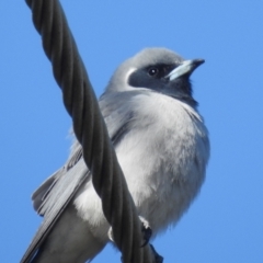 Artamus personatus at Stromlo, ACT - 31 Oct 2021