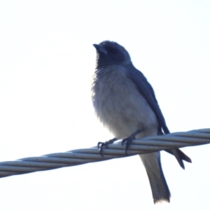 Artamus personatus at Stromlo, ACT - 31 Oct 2021