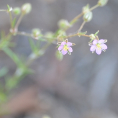 Spergularia rubra (Sandspurrey) at Wamboin, NSW - 28 Nov 2020 by natureguy