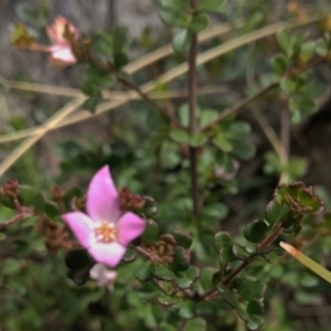 Boronia algida at Tennent, ACT - suppressed