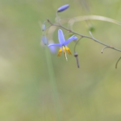 Dianella longifolia (Pale Flax Lily) at Wamboin, NSW - 28 Nov 2020 by natureguy