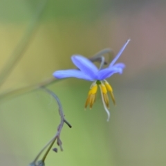 Dianella longifolia at Wamboin, NSW - 28 Nov 2020