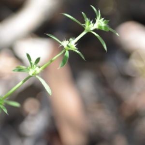 Paronychia brasiliana at Wamboin, NSW - 28 Nov 2020