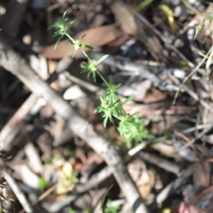 Paronychia brasiliana at Wamboin, NSW - 28 Nov 2020