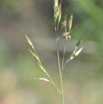 Rytidosperma sp. (Wallaby Grass) at Wamboin, NSW - 28 Nov 2020 by natureguy