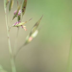 Rytidosperma sp. at Wamboin, NSW - 28 Nov 2020