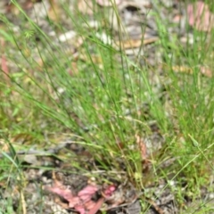 Rytidosperma sp. at Wamboin, NSW - 28 Nov 2020