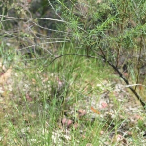 Rytidosperma sp. at Wamboin, NSW - 28 Nov 2020