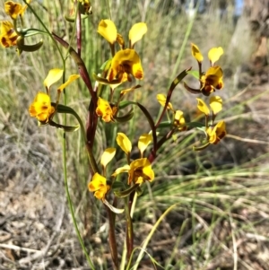 Diuris semilunulata at Carwoola, NSW - 31 Oct 2021