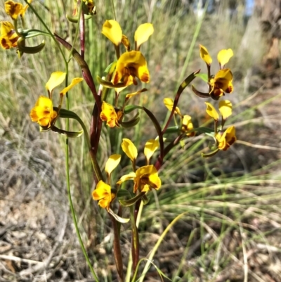 Diuris semilunulata (Late Leopard Orchid) at Wright Park and Old Sydney Road Reserve - 31 Oct 2021 by nessp