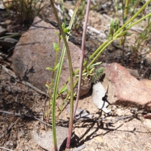 Thelymitra simulata at Aranda, ACT - suppressed