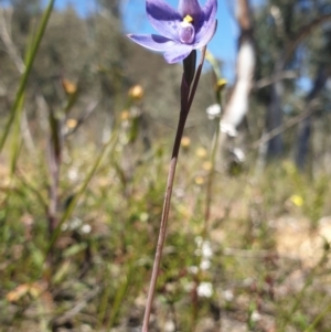 Thelymitra simulata at Aranda, ACT - suppressed