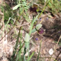 Calochilus platychilus (Purple Beard Orchid) at Point 5204 - 31 Oct 2021 by Rebeccajgee