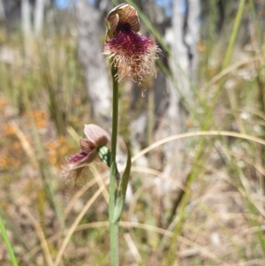 Calochilus platychilus at Aranda, ACT - suppressed