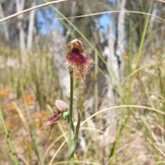 Calochilus platychilus at Aranda, ACT - suppressed