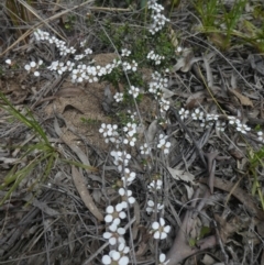 Gaudium multicaule (Teatree) at Bruce, ACT - 28 Oct 2021 by WendyW