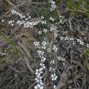 Gaudium multicaule at Bruce, ACT - 28 Oct 2021 02:42 PM