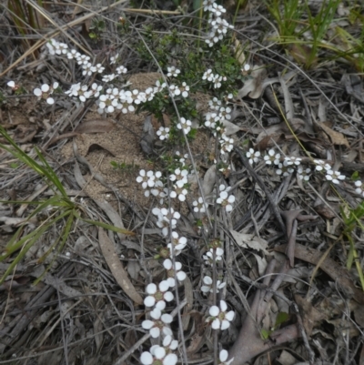 Gaudium multicaule (Teatree) at Bruce, ACT - 28 Oct 2021 by WendyW