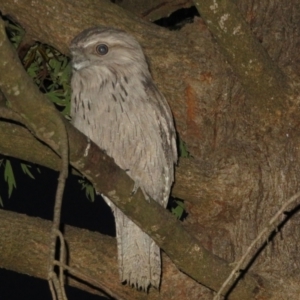 Podargus strigoides at Flynn, ACT - 22 Oct 2021