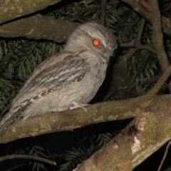 Podargus strigoides at Flynn, ACT - 22 Oct 2021 06:47 PM