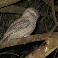 Podargus strigoides at Flynn, ACT - 22 Oct 2021