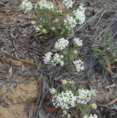 Pimelea linifolia (Slender Rice Flower) at Bruce, ACT - 28 Oct 2021 by WendyW