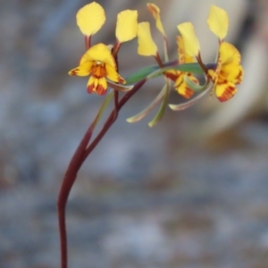 Diuris semilunulata at Farrer, ACT - suppressed