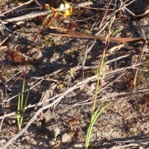 Diuris semilunulata at Farrer, ACT - suppressed