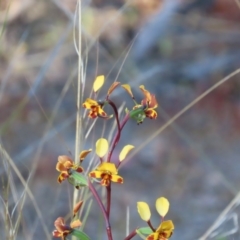 Diuris semilunulata at Farrer, ACT - suppressed