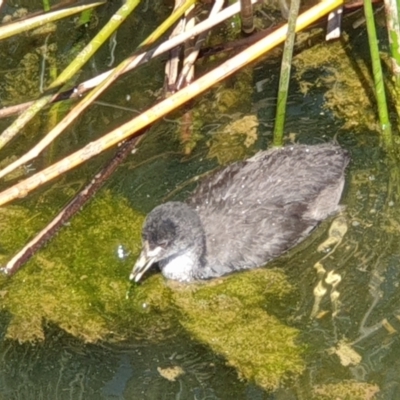 Fulica atra (Eurasian Coot) at Gungaderra Creek Ponds - 31 Oct 2021 by LD12