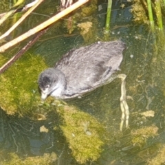 Fulica atra at Franklin, ACT - 31 Oct 2021