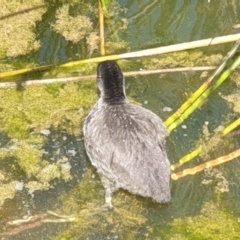 Fulica atra at Franklin, ACT - 31 Oct 2021