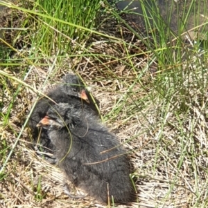 Fulica atra at Franklin, ACT - 31 Oct 2021