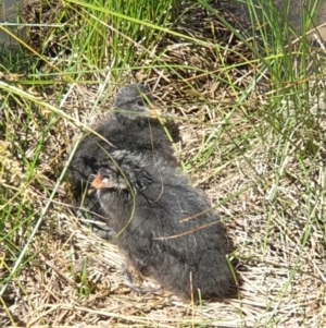 Fulica atra at Franklin, ACT - 31 Oct 2021