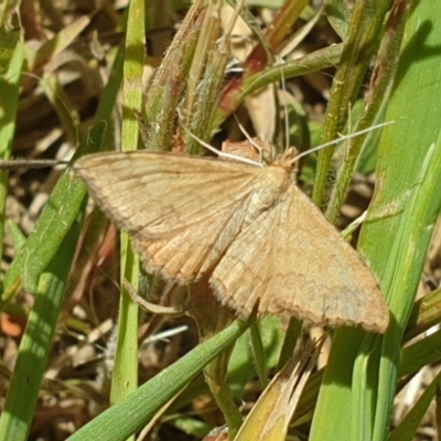 Scopula rubraria (Reddish Wave, Plantain Moth) at Budjan Galindji (Franklin Grassland) Reserve - 31 Oct 2021 by LD12