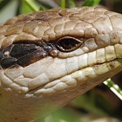 Tiliqua scincoides scincoides (Eastern Blue-tongue) at Ainslie, ACT - 30 Oct 2021 by MichaelDianne