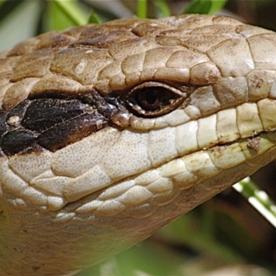 Tiliqua scincoides scincoides (Eastern Blue-tongue) at Ainslie, ACT - 30 Oct 2021 by MichaelDianne