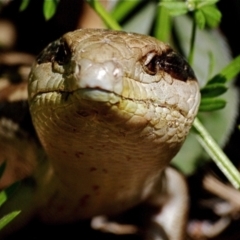 Tiliqua scincoides scincoides at Ainslie, ACT - suppressed