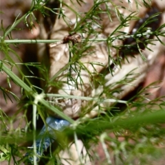 Tiliqua scincoides scincoides at Ainslie, ACT - suppressed