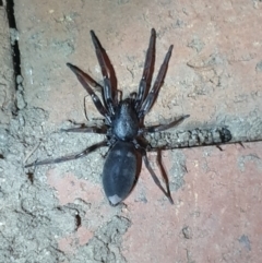 Lampona cylindrata (White-tailed Spider) at Turner, ACT - 27 Oct 2021 by LD12